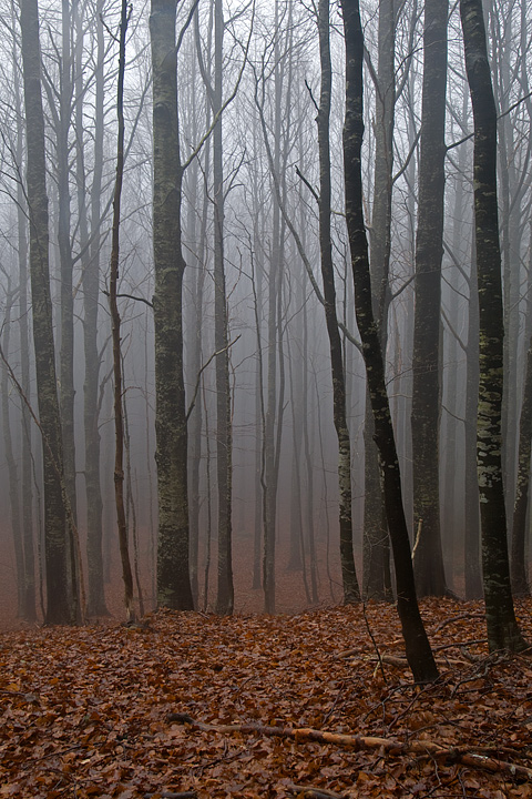 foliage, autunno, faggi val d'aveto